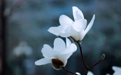 Wat is codependentie en hoe ontstaat het?